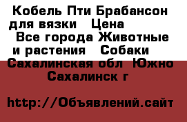 Кобель Пти Брабансон для вязки › Цена ­ 30 000 - Все города Животные и растения » Собаки   . Сахалинская обл.,Южно-Сахалинск г.